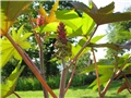 ricinus